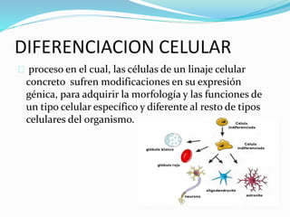 DIFERENCIACION CELULAR 
proceso en el cual, las células de un linaje celular 
concreto sufren modificaciones en su expresión 
génica, para adquirir la morfología y las funciones de 
un tipo celular específico y diferente al resto de tipos 
celulares del organismo. 
 