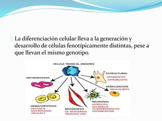 La diferenciación celular lleva a la generación y 
desarrollo de células fenotípicamente distintas, pese a 
que llevan el mismo genotipo. 
 