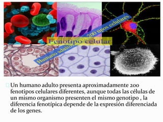Un humano adulto presenta aproximadamente 200 
fenotipos celulares diferentes, aunque todas las células de 
un mismo organismo presenten el mismo genotipo , la 
diferencia fenotípica depende de la expresión diferenciada 
de los genes. 
 