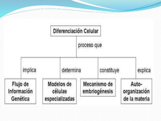 Diferenciacion celular