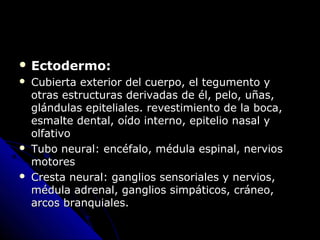  Ectodermo:Ectodermo:
 Cubierta exterior del cuerpo, el tegumento yCubierta exterior del cuerpo, el tegumento y
otras estructuras derivadas de él, pelo, uñas,otras estructuras derivadas de él, pelo, uñas,
glándulas epiteliales. revestimiento de la boca,glándulas epiteliales. revestimiento de la boca,
esmalte dental, oído interno, epitelio nasal yesmalte dental, oído interno, epitelio nasal y
olfativoolfativo
 Tubo neural: encéfalo, médula espinal, nerviosTubo neural: encéfalo, médula espinal, nervios
motoresmotores
 Cresta neural: ganglios sensoriales y nervios,Cresta neural: ganglios sensoriales y nervios,
médula adrenal, ganglios simpáticos, cráneo,médula adrenal, ganglios simpáticos, cráneo,
arcos branquiales.arcos branquiales.
 