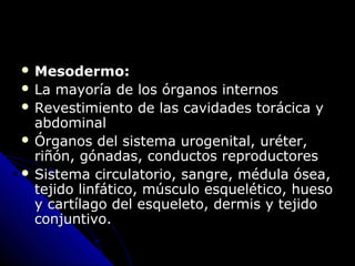  Mesodermo:Mesodermo:
 La mayoría de los órganos internosLa mayoría de los órganos internos
 Revestimiento de las cavidades torácica yRevestimiento de las cavidades torácica y
abdominalabdominal
 Órganos del sistema urogenital, uréter,Órganos del sistema urogenital, uréter,
riñón, gónadas, conductos reproductoresriñón, gónadas, conductos reproductores
 Sistema circulatorio, sangre, médula ósea,Sistema circulatorio, sangre, médula ósea,
tejido linfático, músculo esquelético, huesotejido linfático, músculo esquelético, hueso
y cartílago del esqueleto, dermis y tejidoy cartílago del esqueleto, dermis y tejido
conjuntivo.conjuntivo.
 