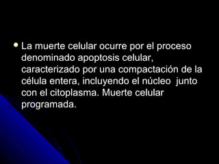  La muerte celular ocurre por el procesoLa muerte celular ocurre por el proceso
denominado apoptosis celular,denominado apoptosis celular,
caracterizado por una compactación de lacaracterizado por una compactación de la
célula entera, incluyendo el núcleo juntocélula entera, incluyendo el núcleo junto
con el citoplasma. Muerte celularcon el citoplasma. Muerte celular
programada.programada.
 