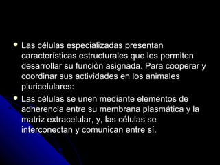  Las células especializadas presentanLas células especializadas presentan
características estructurales que les permitencaracterísticas estructurales que les permiten
desarrollar su función asignada. Para cooperar ydesarrollar su función asignada. Para cooperar y
coordinar sus actividades en los animalescoordinar sus actividades en los animales
pluricelulares:pluricelulares:
 Las células se unen mediante elementos deLas células se unen mediante elementos de
adherencia entre su membrana plasmática y laadherencia entre su membrana plasmática y la
matriz extracelular, y, las células sematriz extracelular, y, las células se
interconectan y comunican entre sí.interconectan y comunican entre sí.
 