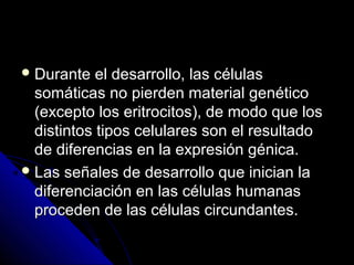  Durante el desarrollo, las célulasDurante el desarrollo, las células
somáticas no pierden material genéticosomáticas no pierden material genético
(excepto los eritrocitos), de modo que los(excepto los eritrocitos), de modo que los
distintos tipos celulares son el resultadodistintos tipos celulares son el resultado
de diferencias en la expresión génica.de diferencias en la expresión génica.
 Las señales de desarrollo que inician laLas señales de desarrollo que inician la
diferenciación en las células humanasdiferenciación en las células humanas
proceden de las células circundantes.proceden de las células circundantes.
 