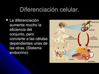 Diferenciación celular.Diferenciación celular.
 La diferenciaciónLa diferenciación
aumenta mucho laaumenta mucho la
eficiencia deleficiencia del
conjunto, peroconjunto, pero
convierte a las célulasconvierte a las células
dependientes unas dedependientes unas de
las otras. (Sistemalas otras. (Sistema
endocrino).endocrino).
 