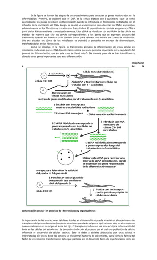 En la figura se ilustran las etapas de un procedimiento para detectar los genes involucrados en la
diferenciación. Primero, se observó que el DNA de la célula tratada con 5-azacitidina (que se llamó
azamioblasto) era capaz de inducir la diferenciación cuando se introducía en fibroblastos no tratados con el
inhibidor de la metilación del DNA. Luego, se realizó un experimento para detectar los RNAm expresados
adicionalmente en los fibroblastos tratados con 5-azacitidina. El procedimiento consiste en generar cDNA a
partir de los RNAm mediante transcripción reversa. Estos cDNA se hibridizan con los RNAm de las células no
tratadas de manera que sólo los cDNAs correspondientes a los genes que se expresan después del
tratamiento quedan sin hibridizar y se pueden utilizar para rastrear una librería de cDNAs de mioblastos.
Una vez aislados los cDNAs de los mioblastos se procedió a probarlos en ensayos de diferenciación,
transfectándolos en los fibroblastos.
Como se observa en la figura, la transfección provoca la diferenciación de éstas células en
mioblastos, indicando que el cDNA transfectado codifica para una proteína importante en la regulación del
proceso de diferenciación, que en este caso se llamó mio-D. De manera parecida se han identificado y
clonado otros genes importantes para esta diferenciación.
Importanci
a de la
comunicación celular en procesos de diferenciación y organogénesis
La importancia de las interacciones celulares locales en el desarrollo se puede apreciar en el experimento de
transplante del primordio óptico (conjunto de células que darán origen al ojo) hacia un sitio en el ectodermo
que normalmente no da origen al lente del ojo. El transplante induce en esa zona ectópica la formación del
lente en las células del ectodermo. Se denomina inducción al proceso por el cual una población de células
influencia el desarrollo de células vecinas. Esto se debe a señales producidas por unas células e
interpretadas por otras. Entre las señales se encuentran factores de crecimiento, tales como la familia del
factor de crecimiento transformante beta que participa en el desarrollo tanto de invertebrados como de
 