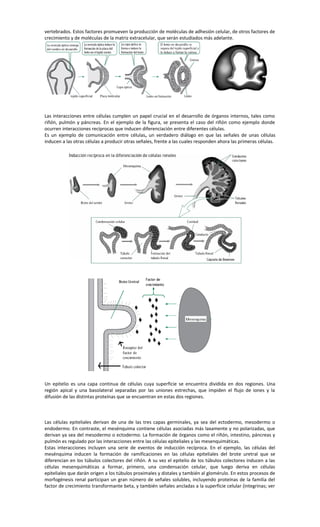 vertebrados. Estos factores promueven la producción de moléculas de adhesión celular, de otros factores de
crecimiento y de moléculas de la matriz extracelular, que serán estudiados más adelante.
Las interacciones entre células cumplen un papel crucial en el desarrollo de órganos internos, tales como
riñón, pulmón y páncreas. En el ejemplo de la figura, se presenta el caso del riñón como ejemplo donde
ocurren interacciones recíprocas que inducen diferenciación entre diferentes células.
Es un ejemplo de comunicación entre células, un verdadero diálogo en que las señales de unas células
inducen a las otras células a producir otras señales, frente a las cuales responden ahora las primeras células.
Un epitelio es una capa continua de células cuya superficie se encuentra dividida en dos regiones. Una
región apical y una basolateral separadas por las uniones estrechas, que impiden el flujo de iones y la
difusión de las distintas proteínas que se encuentran en estas dos regiones.
Las células epiteliales derivan de una de las tres capas germinales, ya sea del ectodermo, mesodermo o
endodermo. En contraste, el mesénquima contiene células asociadas más laxamente y no polarizadas, que
derivan ya sea del mesodermo o ectodermo. La formación de órganos como el riñón, intestino, páncreas y
pulmón es regulado por las interacciones entre las células epiteliales y las mesenquimáticas.
Estas interacciones incluyen una serie de eventos de inducción recíproca. En el ejemplo, las células del
mesénquima inducen la formación de ramificaciones en las células epiteliales del brote uretral que se
diferencian en los túbulos colectores del riñón. A su vez el epitelio de los túbulos colectores inducen a las
células mesenquimáticas a formar, primero, una condensación celular, que luego deriva en células
epiteliales que darán origen a los túbulos proximales y distales y también al glomérulo. En estos procesos de
morfogénesis renal participan un gran número de señales solubles, incluyendo proteínas de la familia del
factor de crecimiento transformante beta, y también señales ancladas a la superficie celular (integrinas; ver
 