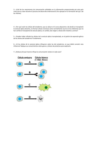 3.- ¿Cuál de los mecanismos de comunicación señalados en la información proporcionada por esta guía
crees que es clave durante el proceso de desarrollo embrionario?( Por ejemplo en la formación del ojo o de
los riñones)
4.- ¿Por qué razón las células del ectodermo, que se ubican en la zona adyacente a de donde se transplantó
la vesícula óptica derecha, no forman células nerviosas como normalmente ocurre en los embriones que no
han sufrido el transplante de vesícula óptica, en cambio; dan origen a células del cristalino y córnea?
5.- ¿Pueden haber influido las células de la vesícula óptica transplantada, en el patrón de expresión génica
de las células del ectodermo? Fundamente.
6.- ¿Si las células de la vesícula óptica influyeron sobre las del ectodermo, en que debió consistir esta
influencia? Aplique sus conocimientos sobre genes y síntesis de proteínas para explicarlo.
7.- ¿Deduzca de qué manera influye la comunicación celular en cada caso?
 