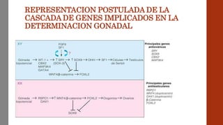 REPRESENTACION POSTULADA DE LA
CASCADA DE GENES IMPLICADOS EN LA
DETERMINACION GONADAL
 