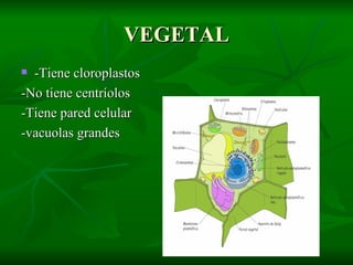 VEGETAL -Tiene cloroplastos -No tiene centríolos  -Tiene pared celular  -vacuolas grandes 