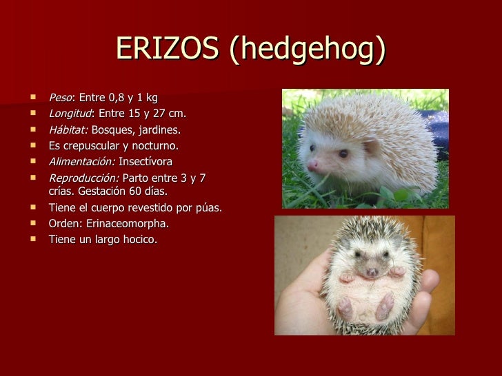 Diferencias entre puercoespines y erizos Diferencias entre puercoespines y erizos