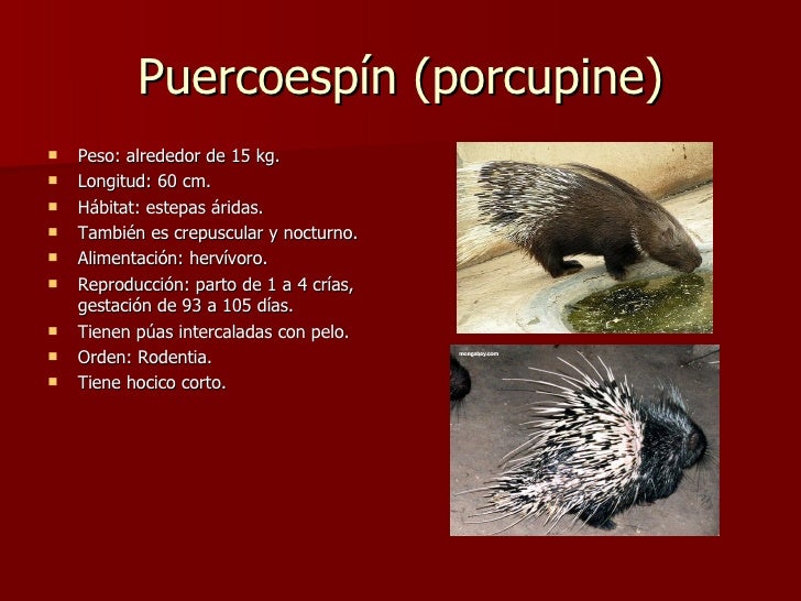 Diferencias entre puercoespines y erizos Diferencias entre puercoespines y erizos