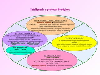 Inteligencia y procesos biológicos VELOCIDAD DE CONDUCCIÓN NERVIOSA Eficiencia neuronal     eficacia mental TAREAS TRS / TI: moderadas bases genéticas + influencia experiencia Admite explicaciones alternativas :  Impulsividad–Material estimular-Estrategias atencionales Estrategias perceptivas–Motivación–Criterios de respuesta POTENCIALES EVOCADOS EEG ¿medida objetiva?. Mide  actividad inmediata   Hallazgos (matizables)    Correlación negativa latencia de PE-CI  / variabilidad PE-CI Correlación positiva amplitud PE ante estímulos inesperados-CI Adaptabilidad neural  - Eficiencia neural Amplitud  Velocidad - precisión CONSUMO DE ENERGÍA A mayor consumo, mayor actividad neuronal Hallazgos Tareas verbales consumen más glucosa en hemisferio izquierdo Tareas manipulativas consumen más en hemisferio derecho EFICIENCIA NEURAL SEGÚN EYSENCK Transmisión neuronal con mínimo de errores Aplicación eficaz de recursos energéticos cerebrales REDES NEURONALES CONEXIONISMO Procesos cognitivos resultado de  VARIACIONES EN LA ACTIVIDAD NEURONAL DE LAS REDES Eficiencia neuronal : eficiencia en las relaciones neuronales 