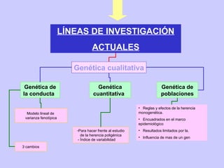 Genética cualitativa Genética de poblaciones Genética cuantitativa   Genética de la conducta   Reglas y efectos de la herencia monogenética. Encuadrados en el marco epidemiológico Resultados limitados por la. Influencia de mas de un gen Para hacer frente al estudio de la herencia poligénica - Índice de variabilidad  Modelo lineal de  varianza fenotípica 3 cambios LÍNEAS DE INVESTIGACIÓN ACTUALES 