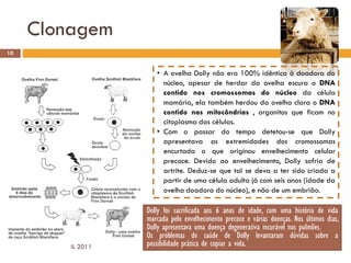 Clonagem
10


                      • A ovelha Dolly não era 100% idêntica à doadora do
                        núcleo, apesar de herdar da ovelha escura o DNA
                        contido nos cromossomas do núcleo da célula
                        mamária, ela também herdou da ovelha clara o DNA
                        contido nas mitocôndrias , organitos que ficam no
                        citoplasma das células.
                      • Com o passar do tempo detetou-se que Dolly
                        apresentava as extremidades dos cromossomas
                        encurtada o que originou envelhecimento celular
                        precoce. Devido ao envelhecimento, Dolly sofria de
                        artrite. Deduz-se que tal se deva a ter sido criada a
                        partir de uma célula adulta já com seis anos (idade da
                        ovelha doadora do núcleo), e não de um embrião.

                   Dolly foi sacrificada aos 6 anos de idade, com uma história de vida
                   marcada pelo envelhecimento precoce e várias doenças. Nos últimos dias,
                   Dolly apresentava uma doença degenerativa incurável nos pulmões.
                   Os problemas de saúde de Dolly levantaram dúvidas sobre a
         IL 2011   possibilidade prática de copiar a vida.
 