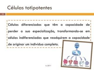 Células totipotentes
13




     Células diferenciadas que têm a capacidade de
     perder a sua especialização, transformando-se em
     células indiferenciadas que readquirem a capacidade
     de originar um indivíduo completo.




                              IL 2011
 