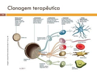 14
          Imagem: manual Terra Universo de Vida 11º ano p. 56




IL 2011
                                                                     Clonagem terapêutica
 