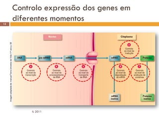 15
          Imagem adaptada de: manual Terra Universo de Vida 11º ano p. 58




IL 2011
                                                                                 diferentes momentos
                                                                                 Controlo expressão dos genes em
 