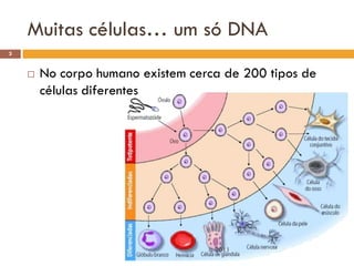 Muitas células… um só DNA
3


       No corpo humano existem cerca de 200 tipos de
        células diferentes




                                   IL 2011
 