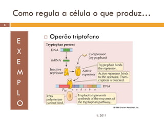 Como regula a célula o que produz…
6



              Operão triptofano
     E
     X
     E
     M
     P
     L
     O
                               IL 2011
 