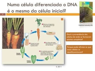 Numa célula diferenciada o DNA
7
    é o mesmo da célula inicial?

                                               Exercício manual (p.55)




                                  Qual a proveniência das
                                  células de onde se formaram
                                  plantas completas?


                                  Porque pode afirmar-se que
                                  essas células se
                                  desdiferenciaram?




                        IL 2011
 