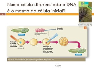Numa célula diferenciada o DNA
8
    é o mesmo da célula inicial?

                                                                      Exercício manual (p.55)




    Qual a proveniência do material genético do girino 2?

                                                            IL 2011
 