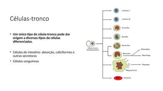Células-tronco
• Um único tipo de célula-tronco pode dar
origem a diversos tipos de células
diferenciadas.
• Células do intestino: absorção, caliciformes e
outras secretoras
• Células sanguíneas
 