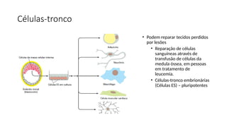 Células-tronco
• Podem reparar tecidos perdidos
por lesões
• Reparação de células
sanguíneas através de
transfusão de células da
medula óssea, em pessoas
em tratamento de
leucemia.
• Células-tronco embrionárias
(Células ES) – pluripotentes
 