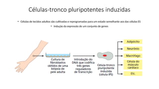 Células-tronco pluripotentes induzidas
• Células de tecidos adultos são cultivadas e reprogramadas para um estado semelhante aos das células ES
• Indução da expressão de um conjunto de genes
 