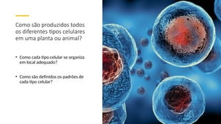Como são produzidos todos
os diferentes tipos celulares
em uma planta ou animal?
• Como cada tipo celular se organiza
em local adequado?
• Como são definidos os padrões de
cada tipo celular?
 