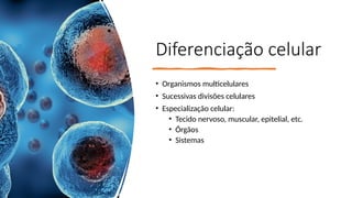 Diferenciação celular
• Organismos multicelulares
• Sucessivas divisões celulares
• Especialização celular:
• Tecido nervoso, muscular, epitelial, etc.
• Órgãos
• Sistemas
 