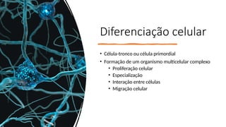 Diferenciação celular
• Célula-tronco ou célula primordial
• Formação de um organismo multicelular complexo
• Proliferação celular
• Especialização
• Interação entre células
• Migração celular
 