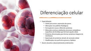 Diferenciação celular
• Especialização
• Célula precursora: expressão dos genes
• Alterações nos padrões fisiológicos
• Formação de novas e diferente proteínas
• Diferentes enzimas catalisarão processos metabólicos
específicos do fenótipo que formará aquela célula
• Proteínas direcionadas para formar proteínas integrais da
membrana
• Exportação de proteínas através de secreção celular
• Modificações nos perfis de açúcares e lipídeos
• Ocorre durante o desenvolvimento embrionário
 