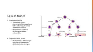 Células-tronco
• Origem embrionária
• Totipotente – possui
diferenciação ilimitada e forma
todos os tecidos, placenta e
anexos embrionários
• Pluripotentes – todos os
tecidos exceto anexos
embrionários
• Origem de células adultas
• Multipotentes – diferenciação
limitada. Formará apenas
células do tecido de origem
 