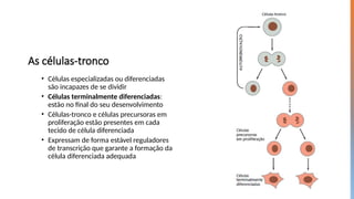 As células-tronco
• Células especializadas ou diferenciadas
são incapazes de se dividir
• Células terminalmente diferenciadas:
estão no final do seu desenvolvimento
• Células-tronco e células precursoras em
proliferação estão presentes em cada
tecido de célula diferenciada
• Expressam de forma estável reguladores
de transcrição que garante a formação da
célula diferenciada adequada
 