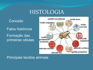 HISTOLOGIA
Conceito
Principais tecidos animais
Fatos históricos
Formação das
primeiras células.
 