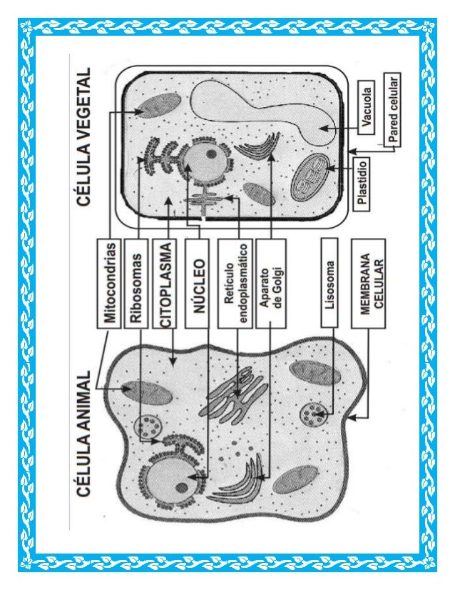 Diferencias entre celula animal y vegetal
