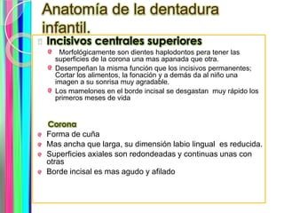 Anatomía de la dentadura infantil.<br />Incisivos centrales superiores <br />Morfológicamente son dientes haplodontos pera...