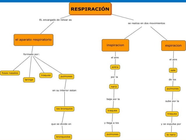 Diferencias entre mapa conceptual y mapa mental