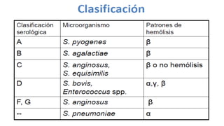 Diferencias entre staphylococcus y streptococcus | PPTX