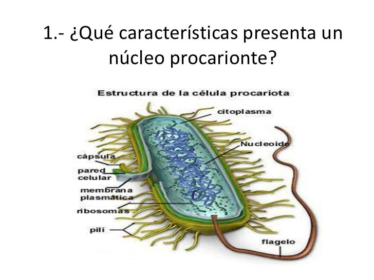 Resultado de imagen para caracteristicas de procariontes