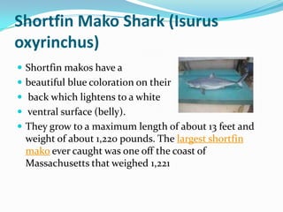 Shortfin Mako Shark (Isurus
oxyrinchus)
 Shortfin makos have a
 beautiful blue coloration on their
 back which lightens to a white
 ventral surface (belly).
 They grow to a maximum length of about 13 feet and
weight of about 1,220 pounds. The largest shortfin
mako ever caught was one off the coast of
Massachusetts that weighed 1,221
 