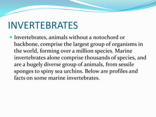 INVERTEBRATES
 Invertebrates, animals without a notochord or
backbone, comprise the largest group of organisms in
the world, forming over a million species. Marine
invertebrates alone comprise thousands of species, and
are a hugely diverse group of animals, from sessile
sponges to spiny sea urchins. Below are profiles and
facts on some marine invertebrates.
 
