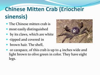 Chinese Mitten Crab (Eriocheir
sinensis)
 The Chinese mitten crab is
 most easily distinguished
 by its claws, which are white
 -tipped and covered in
 brown hair. The shell,
 or carapace, of this crab is up to 4 inches wide and
light brown to olive green in color. They have eight
legs.
 