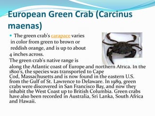 European Green Crab (Carcinus
maenas)
 The green crab's carapace varies
in color from green to brown or
reddish orange, and is up to about
4 inches across.
The green crab's native range is
along the Atlantic coast of Europe and northern Africa. In the
1800's, the species was transported to Cape
Cod, Massachusetts and is now found in the eastern U.S.
from the Gulf of St. Lawrence to Delaware. In 1989, green
crabs were discovered in San Francisco Bay, and now they
inhabit the West Coast up to British Columbia. Green crabs
have also been recorded in Australia, Sri Lanka, South Africa
and Hawaii.
 