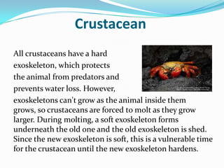 Crustacean
All crustaceans have a hard
exoskeleton, which protects
the animal from predators and
prevents water loss. However,
exoskeletons can't grow as the animal inside them
grows, so crustaceans are forced to molt as they grow
larger. During molting, a soft exoskeleton forms
underneath the old one and the old exoskeleton is shed.
Since the new exoskeleton is soft, this is a vulnerable time
for the crustacean until the new exoskeleton hardens.
 