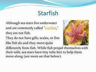 Starfish
Although sea stars live underwater
and are commonly called "starfish,"
they are not fish.
They do not have gills, scales, or fins
like fish do and they move quite
differently from fish. While fish propel themselves with
their tails, sea stars have tiny tube feet to help them
move along (see more on that below).
 
