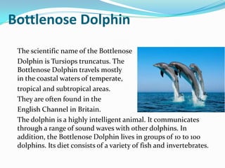 Bottlenose Dolphin
The scientific name of the Bottlenose
Dolphin is Tursiops truncatus. The
Bottlenose Dolphin travels mostly
in the coastal waters of temperate,
tropical and subtropical areas.
They are often found in the
English Channel in Britain.
The dolphin is a highly intelligent animal. It communicates
through a range of sound waves with other dolphins. In
addition, the Bottlenose Dolphin lives in groups of 10 to 100
dolphins. Its diet consists of a variety of fish and invertebrates.
 
