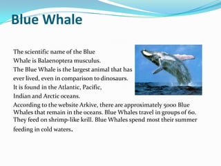 Blue Whale
The scientific name of the Blue
Whale is Balaenoptera musculus.
The Blue Whale is the largest animal that has
ever lived, even in comparison to dinosaurs.
It is found in the Atlantic, Pacific,
Indian and Arctic oceans.
According to the website Arkive, there are approximately 5000 Blue
Whales that remain in the oceans. Blue Whales travel in groups of 60.
They feed on shrimp-like krill. Blue Whales spend most their summer
feeding in cold waters.
 